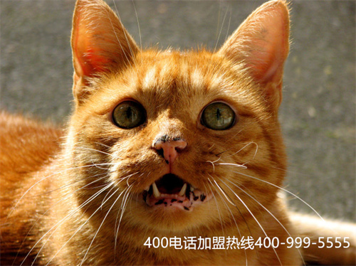 (400選號平臺00號碼)(400電話選號技巧,讓你輕松選號!)